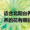 適合北陽臺養(yǎng)的花有哪些（請教下適合在陽臺養(yǎng)的花有哪些）