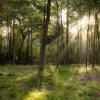 Patten Properties宣布Deer Forest Acreage社區(qū)和莊園住宅 Patten Properties宣布Deer Forest Acreage社區(qū)和莊園住宅