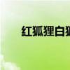 紅狐貍白狐貍 白狐貍和紅狐貍比聰明