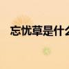 忘憂草是什么植物 為什么黃花菜叫忘憂草