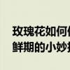 玫瑰花如何保存才能持久不枯 延長(zhǎng)玫瑰花保鮮期的小妙招