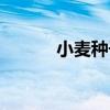 小麥種子網(wǎng)上批發(fā)（小麥種子）
