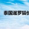 泰國(guó)暹羅貓價(jià)格多少錢一只（泰國(guó)暹羅貓）