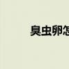 臭蟲卵怎么消滅最徹底（臭蟲卵）