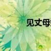 見(jiàn)丈母娘搞笑段子（見(jiàn)丈母娘）