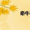 牽?；▓D片（牽牛花圖片）