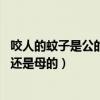 咬人的蚊子是公的還是母的圖片 智商高（咬人的蚊子是公的還是母的）