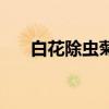 白花除蟲菊（關(guān)于白花除蟲菊的介紹）