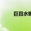 巨目水蜥（關(guān)于巨目水蜥的介紹）