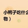小鴨子吃什么食物才能養(yǎng)活（小鴨子吃什么食物）