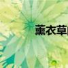 薰衣草的功效與作用（熏依草）