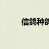 信鴿種鴿多少錢一對(duì)（信鴿種鴿）