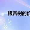 銀杏樹的價(jià)格表（25公分銀杏樹價(jià)格）