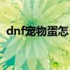 dnf寵物蛋怎么孵化(dnf寵物蛋有什么用) dnf寵物蛋怎么孵化(dnf寵物蛋有什么用)
