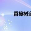 香樟樹資料數(shù)據(jù)（香樟樹的資料）