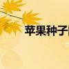蘋果種子圖片大全（蘋果種子圖片）