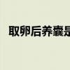 取卵后養(yǎng)囊是什么意思（養(yǎng)囊是什么意思）