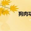 狗肉功效與歸經(jīng)（狗肉功效）