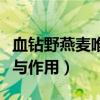 血鉆野燕麥唯一官方網(wǎng)站（血鉆野燕麥的功效與作用）