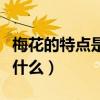 梅花的特點是什么品格是什么(梅花的特點是什么) 梅花的特點是什么品格是什么(梅花的特點是什么)
