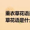 薰衣草花語是什么 薰衣草花語與寓意（薰衣草花語是什么）