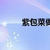 紫包菜做沙拉要焯水嗎（紫包菜）