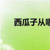 西瓜子從哪兒來的（西瓜子怎么來的）