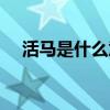 活馬是什么意思知乎（活馬是什么意思）