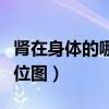 腎在身體的哪個(gè)部位圖解（腎在身體的哪個(gè)部位圖）