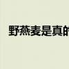 野燕麥?zhǔn)钦娴膯崮艹詥幔ㄒ把帑準(zhǔn)钦娴膯幔? title=