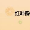 紅葉楊樹15公分單價(jià)（紅葉楊）