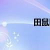 田鼠圖片卡通（田鼠圖片）