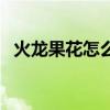 火龍果花怎么吃的方法（火龍果花怎么吃）