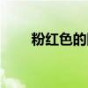 粉紅色的回憶簡譜（粉紅色的回憶）