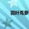 羽葉蔦蘿不開(kāi)花的原因（羽葉蔦蘿）