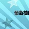 葡萄柚圖片 功效（葡萄柚圖片）