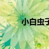 小白蟲子是什么蟲（全蟲是什么）