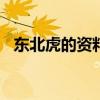 東北虎的資料作文300字（東北虎的資料）