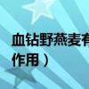 血鉆野燕麥有什么效果（血鉆野燕麥的功效與作用）