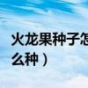 火龍果種子怎么種植盆栽視頻（火龍果種子怎么種）