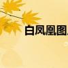 白鳳凰圖片高清壁紙（白鳳凰圖片）