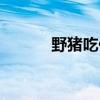 野豬吃什么食物（野豬肉價格）