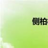 側(cè)柏樹(shù)苗批發(fā)（樹(shù)苗批發(fā)）