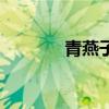 青燕子組合成員簡(jiǎn)介（青燕）