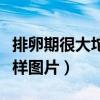 排卵期很大坨像凝膠的東西（白帶像濃鼻涕一樣圖片）