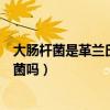 大腸桿菌是革蘭氏陰性菌嗎為什么（大腸桿菌是革蘭氏陰性菌嗎）