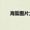 海蜇圖片大全大圖 活體（海蜇圖片）