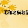 毛和老貓老鼠動畫片（毛和老貓老鼠全集）