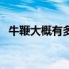 牛鞭大概有多少長（牛鞭有多長多大圖片）
