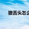 狼舌頭怎么吃效果大（狼舌頭的功效）